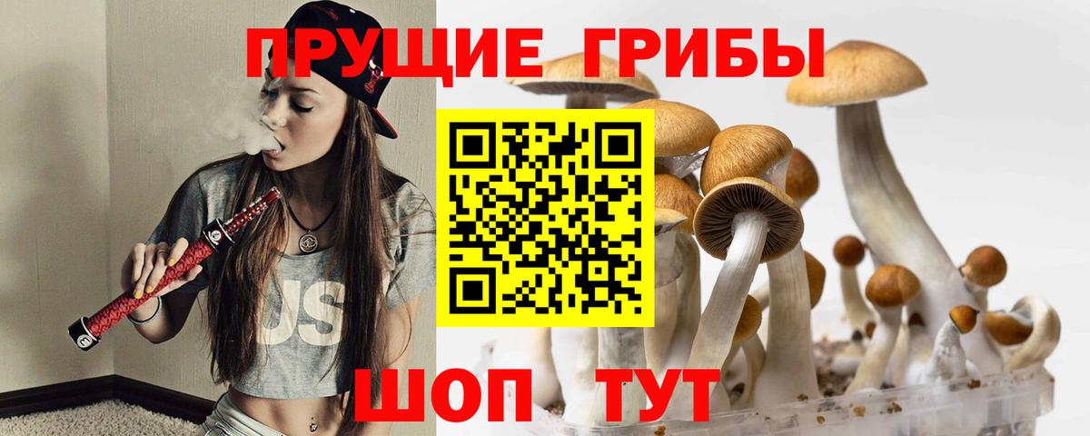 Курск  что такое   Вход с VPN  Псилоцибиновые грибы GOLDEN TEACHER 